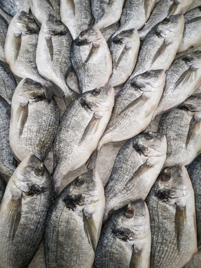 Variedad de pescados frescos listos para distribución