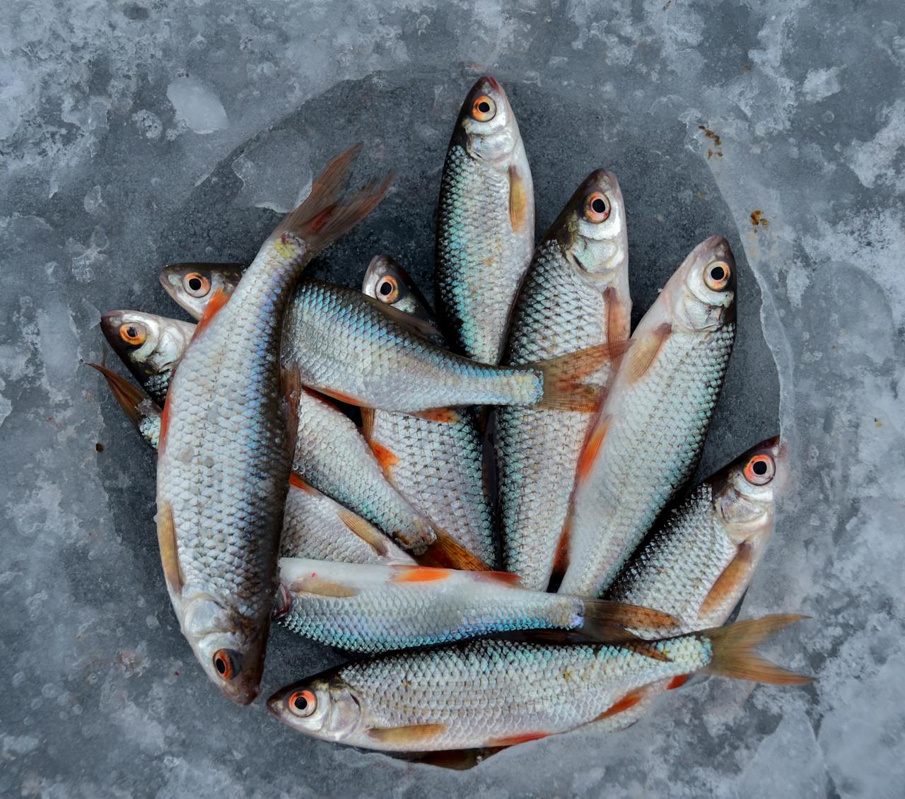 Pescados frescos del mar listos para entrega